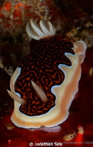Glenie's Chromodoris by Jonathan Sala 